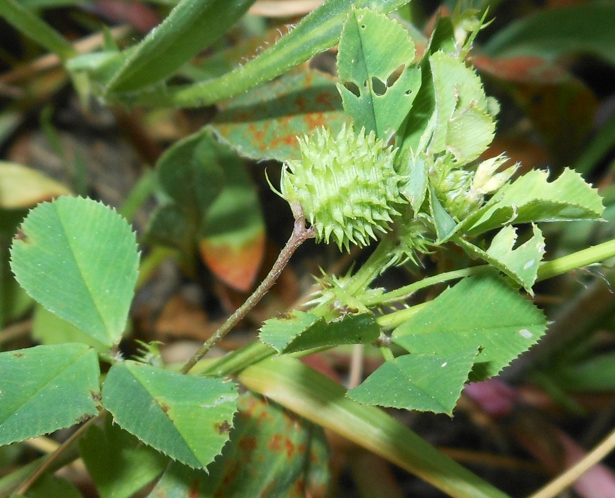 Medicago murex Willd. / Erba medica pungente